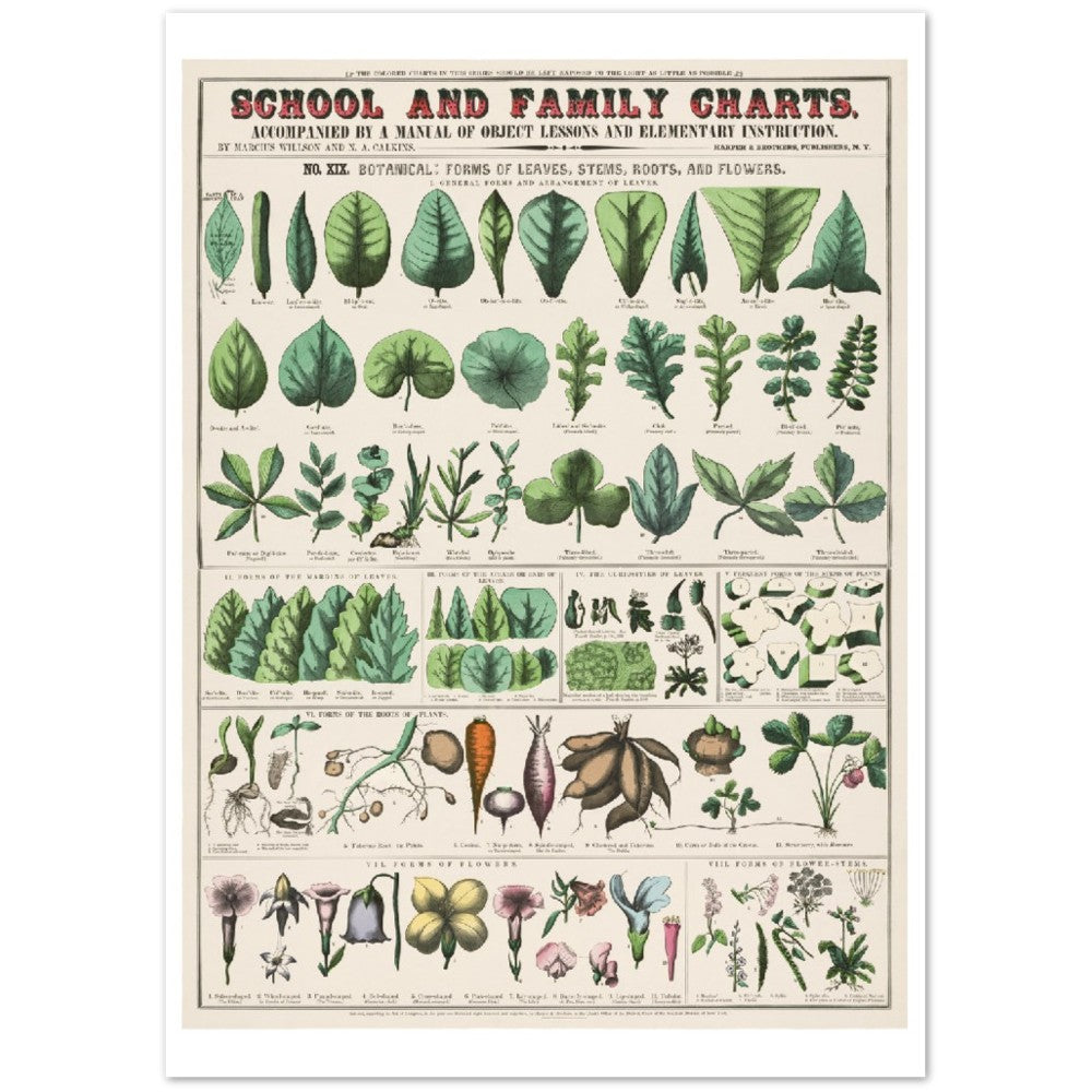 Plakat - Vintage - Botanisk Art Print School and Familly Charts (1890)