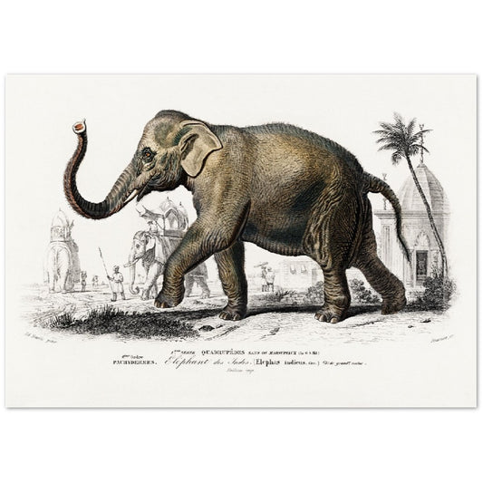 Poster - Asian Elephant Illustration - Premium Matte Poster Paper