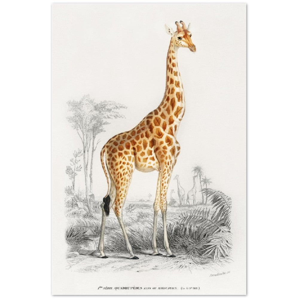 Plakat - Giraf illustration - Premium Mat Plakat