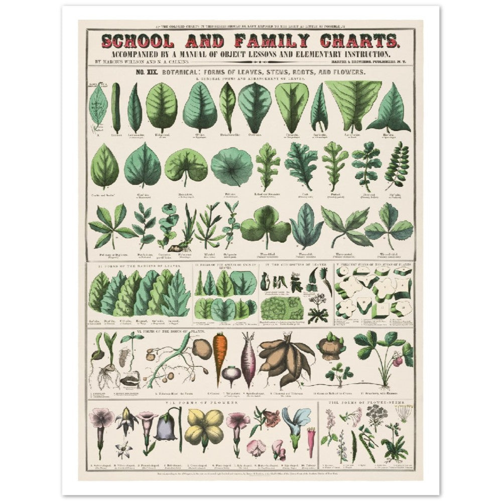 Poster - Vintage - Botanical Art Print School and Family Charts (1890)