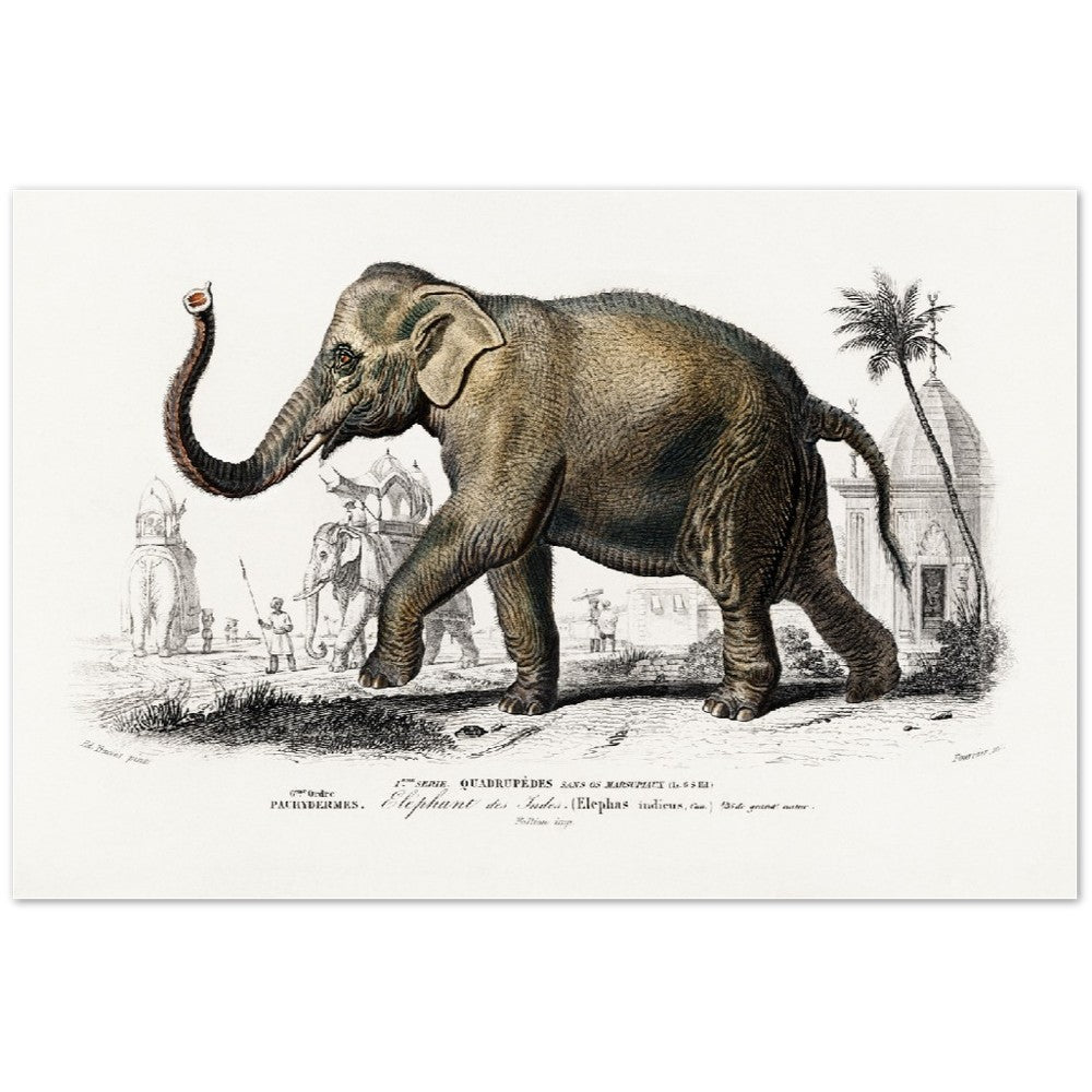 Plakat - Asiatisk Elefant Illustration - Premium Mat Plakat Papir