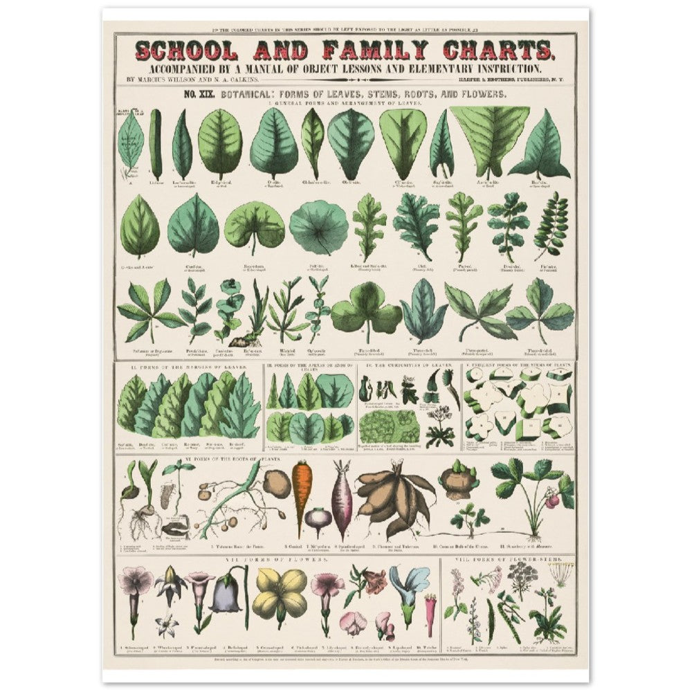 Poster – Vintage – Botanischer Kunstdruck Schul- und Familientafeln (1890)