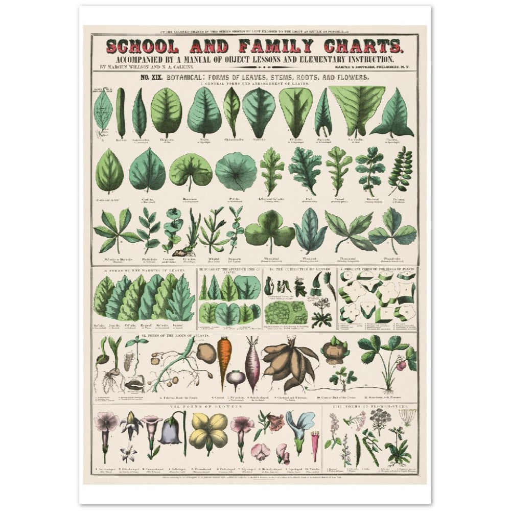 Plakat - Vintage - Botanisk Art Print School and Familly Charts (1890)