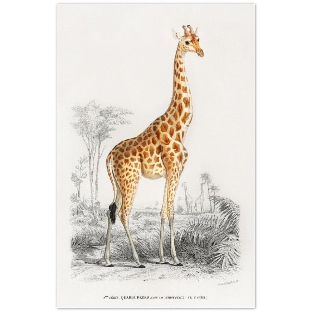 Plakat - Giraf illustration - Premium Mat Plakat